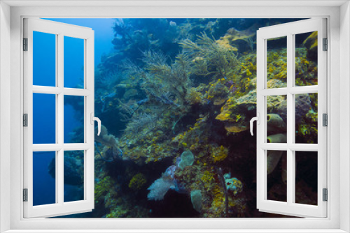 Fototapeta Naklejka Na Ścianę Okno 3D - Deep Carribean Reef
