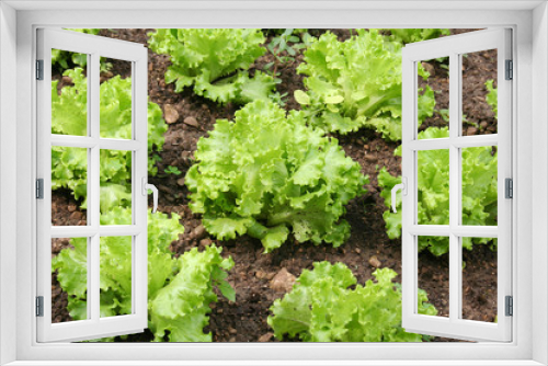 Fototapeta Naklejka Na Ścianę Okno 3D - Fresh green lettuce plants growing in the vegetable garden in summer