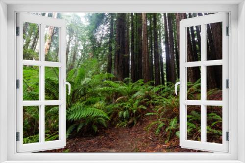 Fototapeta Naklejka Na Ścianę Okno 3D - The iconic ferns and tall californian redwood trees in Beechforest Victoria Australia on 23rd June 2018
