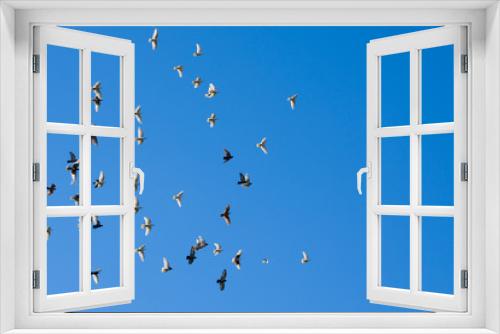 Fototapeta Naklejka Na Ścianę Okno 3D - A flock of tamed pigeons flying against the cloudless blue sky