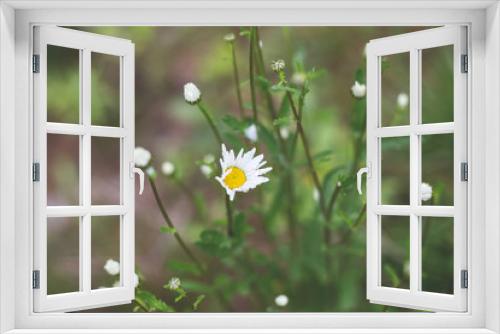 Fototapeta Naklejka Na Ścianę Okno 3D - Small white wild daisies in the forest