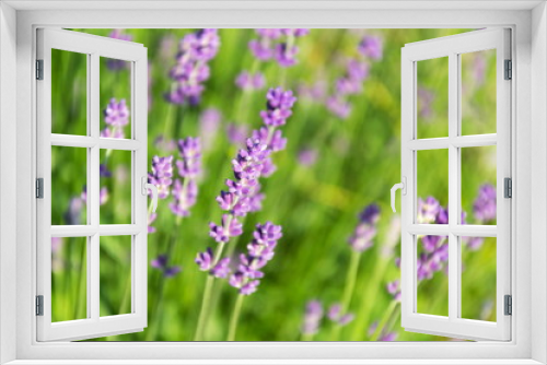 Fototapeta Naklejka Na Ścianę Okno 3D - Lavender lavandula flowering plant purple green field, sunlight soft focus, blur background copy space