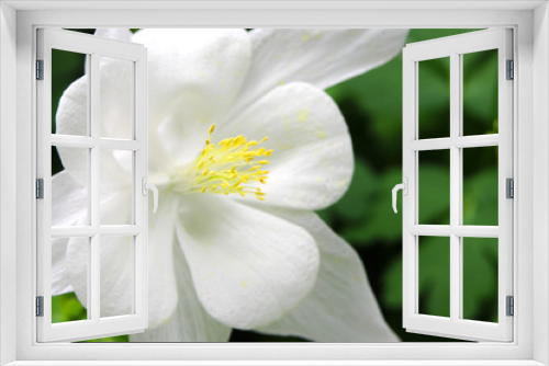 Fototapeta Naklejka Na Ścianę Okno 3D - flower19011007