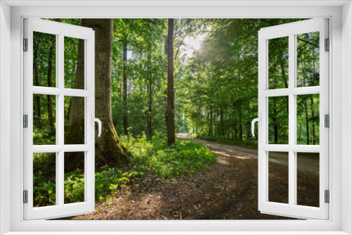 Fototapeta Naklejka Na Ścianę Okno 3D - Amazing green forest in the summer, Europe