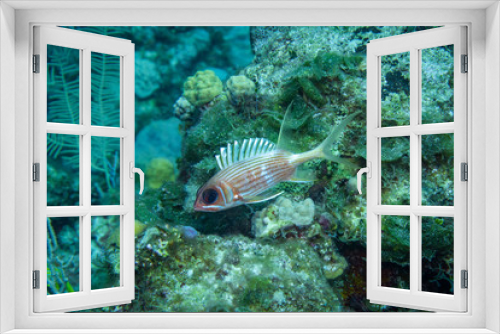 Fototapeta Naklejka Na Ścianę Okno 3D - Squirrel Fish