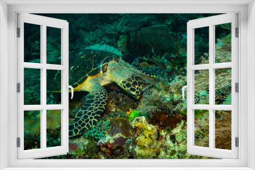Fototapeta Naklejka Na Ścianę Okno 3D - Turtle