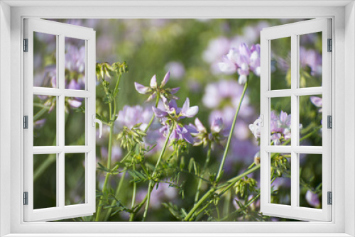 Fototapeta Naklejka Na Ścianę Okno 3D - Blossoming field flowers