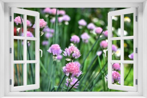 Fototapeta Naklejka Na Ścianę Okno 3D - close-up gentle purple and pink flowers Schnitt-onion with buds and arrows on a soft blurred green background