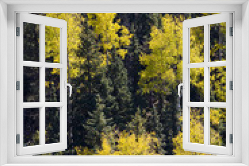 Fototapeta Naklejka Na Ścianę Okno 3D - Golden Aspen on mountainside with green pines