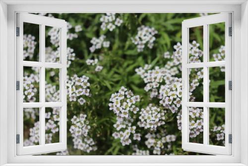 Fototapeta Naklejka Na Ścianę Okno 3D - スイートアリッサムの花
