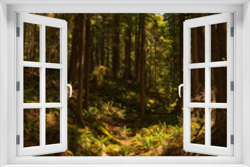 Fototapeta Naklejka Na Ścianę Okno 3D - forest hiking trail