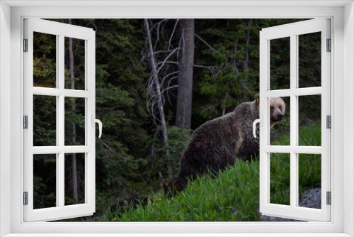 Fototapeta Naklejka Na Ścianę Okno 3D - Mother Grizzly Bear with her cubs is eating weeds and grass in the nature. Taken in Banff National Park, Alberta, Canada.