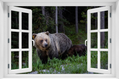 Fototapeta Naklejka Na Ścianę Okno 3D - Mother Grizzly Bear with her cubs is eating weeds and grass in the nature. Taken in Banff National Park, Alberta, Canada.