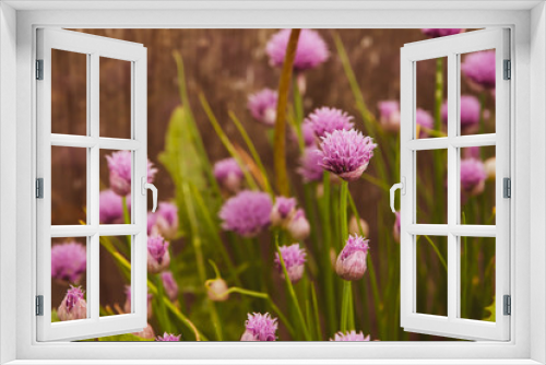 Fototapeta Naklejka Na Ścianę Okno 3D - Floral summer background, soft focus. Blooming fistulosum. Blurred background.