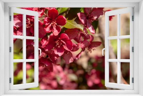 Fototapeta Naklejka Na Ścianę Okno 3D - Floral summer background, soft focus. Blooming appletree. Blurred background.