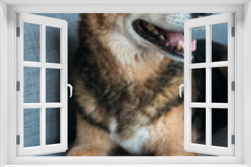Fototapeta Naklejka Na Ścianę Okno 3D - Black and Brown Mixed Breed Senior Dog 