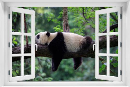 Fototapeta Naklejka Na Ścianę Okno 3D - Lazy Panda Bear Sleeping on a Tree Branch, China Wildlife. Bifengxia nature reserve, Sichuan Province.