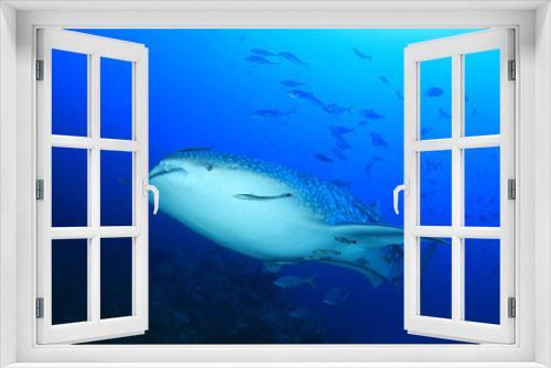 Fototapeta Naklejka Na Ścianę Okno 3D - Whale Shark 