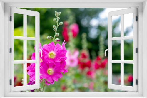 Fototapeta Naklejka Na Ścianę Okno 3D - Pink flowers on grass background
