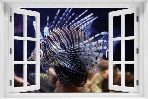 Fototapeta Naklejka Na Ścianę Okno 3D - Pazifischer Rotfeuerfisch (Pterois volitans)
