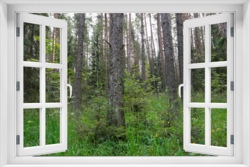 Fototapeta Naklejka Na Ścianę Okno 3D - Impassable forests of the island, very easy to get lost. Valaam is a cozy and quiet piece of land, the rocky shores of which rise above the lush waters of lake Ladoga
