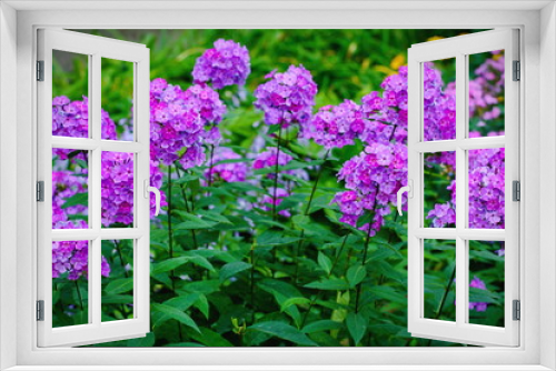 Fototapeta Naklejka Na Ścianę Okno 3D - Garden purple phlox (Phlox paniculata), vivid summer flowers