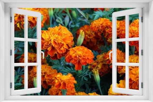 Fototapeta Naklejka Na Ścianę Okno 3D - field of orange flowers of the Barchans