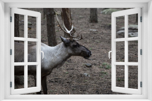 Fototapeta Naklejka Na Ścianę Okno 3D - reindeer2
