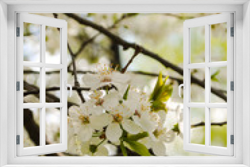 Fototapeta Naklejka Na Ścianę Okno 3D -  a branch of a blossoming apple tree in the spring in the park