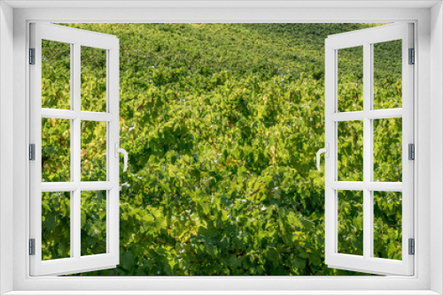 Fototapeta Naklejka Na Ścianę Okno 3D - Vineyards in Tuscany, Italy