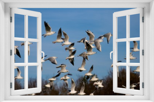 Fototapeta Naklejka Na Ścianę Okno 3D - seagulls flying in the sky over a lake