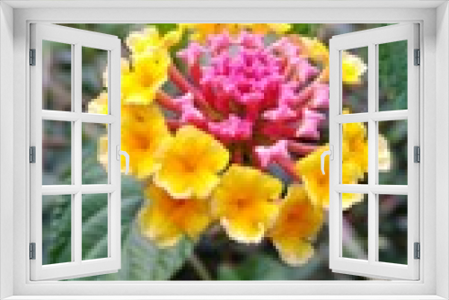 Fototapeta Naklejka Na Ścianę Okno 3D - red yellow flower