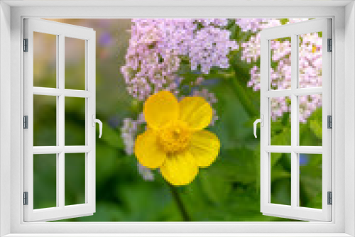 Fototapeta Naklejka Na Ścianę Okno 3D - Colorful bright yellow spring primrose
