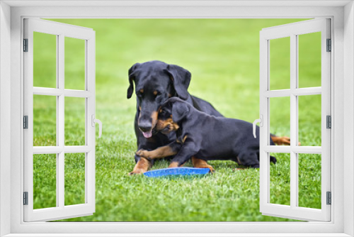 Fototapeta Naklejka Na Ścianę Okno 3D - Puppy is playing with his mother. He is a black and brown doberman and he is on the garden or park. Background is green grass. 