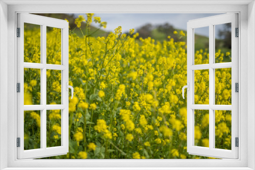 Fototapeta Naklejka Na Ścianę Okno 3D - Wild Flowers of California