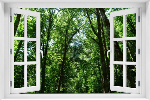 Fototapeta Naklejka Na Ścianę Okno 3D - more trees