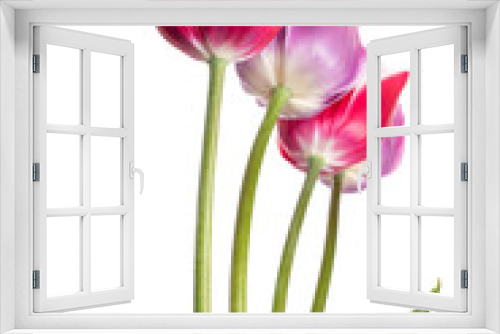 Fototapeta Naklejka Na Ścianę Okno 3D - Beautiful pink and lilac tulip flower isolated on a white background