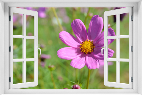 Fototapeta Naklejka Na Ścianę Okno 3D - Pink cosmos flowers blooming in the garden