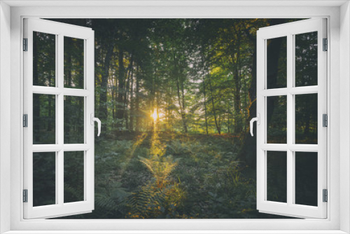 Fototapeta Naklejka Na Ścianę Okno 3D - Sunset Rays Through Green Summer Forest