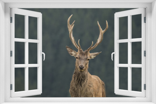 Fototapeta Naklejka Na Ścianę Okno 3D - Deer, Red Deer