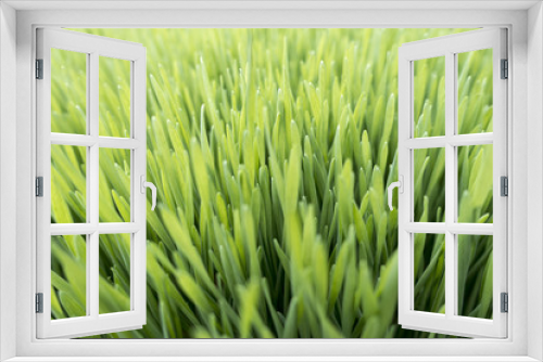 Fototapeta Naklejka Na Ścianę Okno 3D - close up of fresh grown Wheatgrass