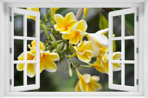 Fototapeta Naklejka Na Ścianę Okno 3D - Żółte frangipani