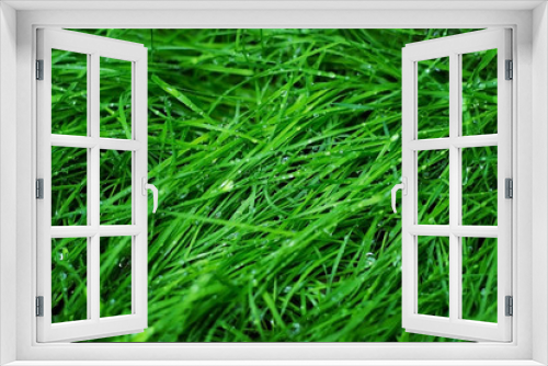 Fototapeta Naklejka Na Ścianę Okno 3D - Drops of pure water on green grass close-up macro