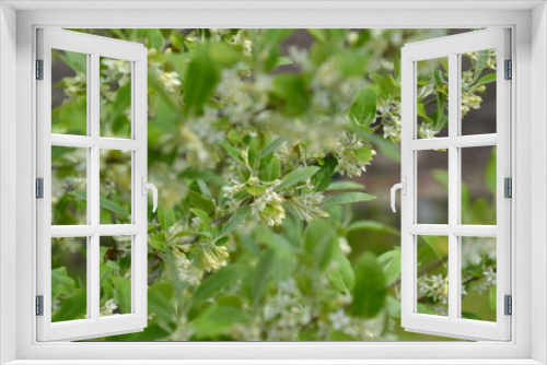 Fototapeta Naklejka Na Ścianę Okno 3D - Elaeagnus umbellata in bloom