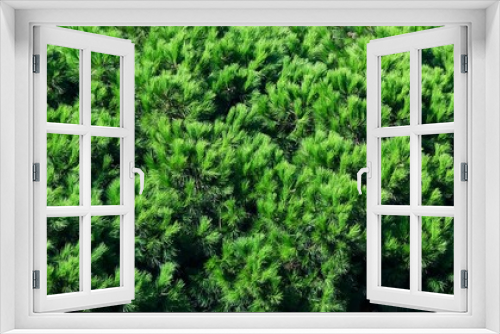 Fototapeta Naklejka Na Ścianę Okno 3D - a big pine branch on a blue sky background