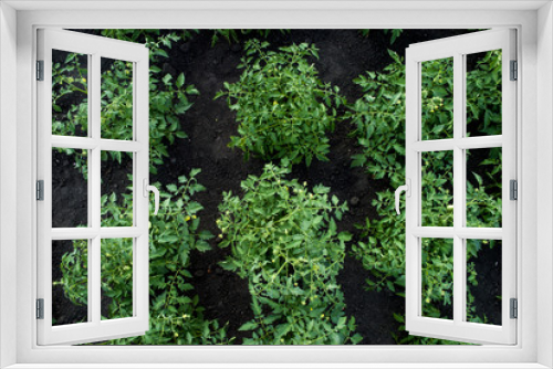 Fototapeta Naklejka Na Ścianę Okno 3D - Young sprouts of tomato plant in open ground. Top view