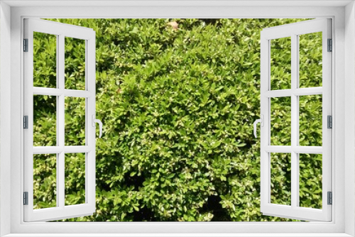 Fototapeta Naklejka Na Ścianę Okno 3D - bush
