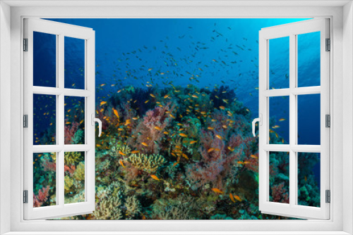 Fototapeta Naklejka Na Ścianę Okno 3D - Coral garden in the red sea