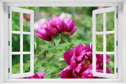 Fototapeta Naklejka Na Ścianę Okno 3D - 牡丹の花