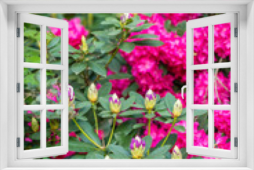 Fototapeta Naklejka Na Ścianę Okno 3D - Beautiful blooming pink rhododendron flowers